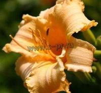 hemerocallis_winnie_the_pooh