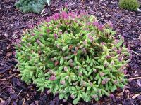 picea_abies_pusch