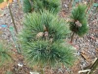 pinus_peuce_kobold