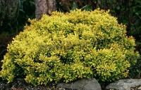 berberis_thunbergii_aurea_nana