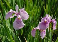 iris_laevigata_rose_queen