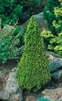 picea_glauca_piccolo