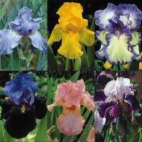iris_barbata_in_sorts