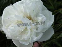 paeonia_lactiflora_avalanche