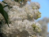 syringa_vulgaris_monique_lemoine_1