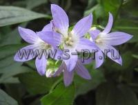 campanulalactiflorapritchardsvariety