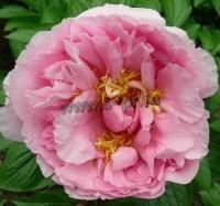 paeonia_lactiflora_la_pink_seedling