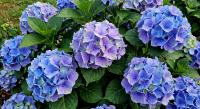 Гортензия крупнолистная Blue Boogiwoogie  - фото саженцы, для посадки 