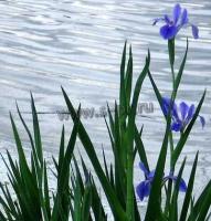 iris_louisiana