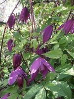 clematis_alpina_tage_lundell_2