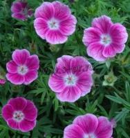 geranium_elke