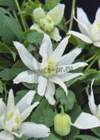 clematis_white_lady_1