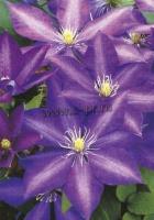 clematis_dorothy_walton