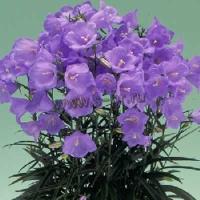 campanula_persicifolia_takion_blue