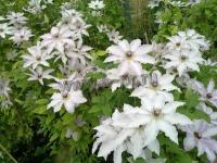 clematis_clair_de_lune_2