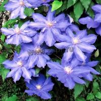 clematis_h.f.young_3