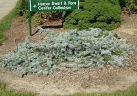 picea_pungens_glauca_prostrata