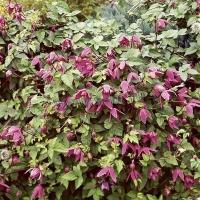 clematis_alpina_ruby_1
