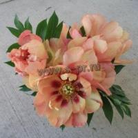 paeonia_itoh_hybrid_old_rose_dandy