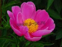 paeonia_lactiflora_fen_yu_nu
