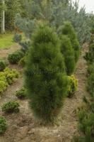 pinus_nigra_pyramidalis_1