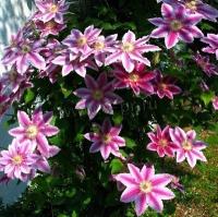clematis_dr._ruppel_1