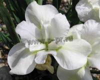 iris_sibirica_gull_s_wing_1