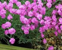 dianthus_gratianopolitanus_tiny_rubies