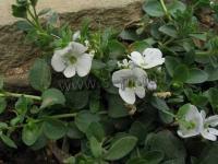 veronica_repens