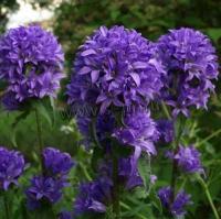 campanula_glomerata