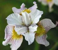 iris_sibirica_lemon_veil