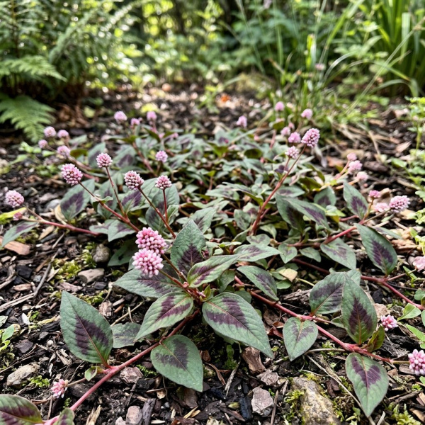 Фото Горец мелкоголовый Purple Fantasy (Persicaria capitata 'Purple Fantasy')