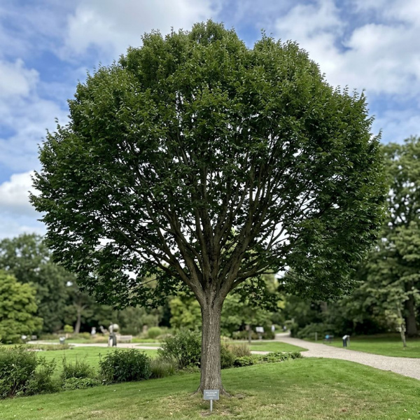 Фото Вяз голландский Groeneveld (Ulmus × hollandica 'Groeneveld')