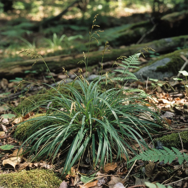 Фото Осока горная (Carex montana)