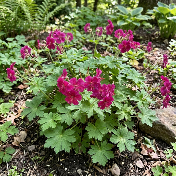 Фото Герань крупнокорневищная Bevans Variety (Geranium macrorrhizum Bevans Variety)