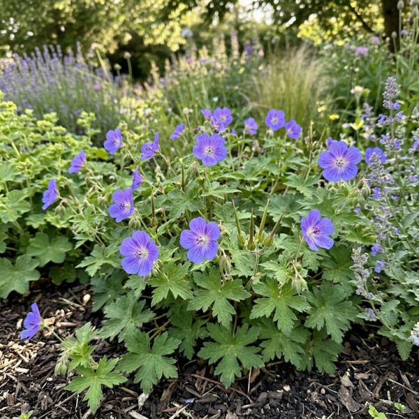 Фото Герань гибридная Rise and Shine (Geranium hybridum Rise and Shine)