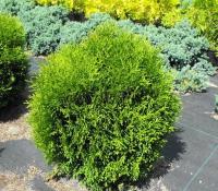 thuja_occidentalis_hoseri