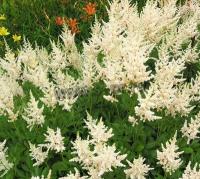 astilbe_arendsii_brautschleier