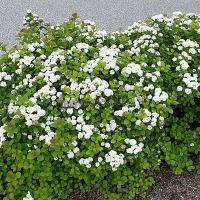 spiraea_betulifolia_island