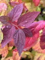 Спирея японская Macrophylla  - фото саженцы, для посадки 