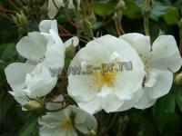 rosa_kiftsgate_k_2
