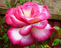 rosa_handel_1