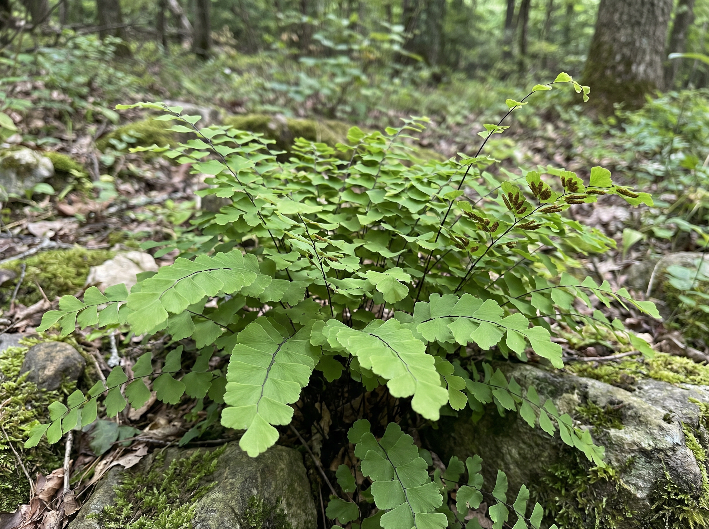 Фото Адиантум стоповидный Imbricatum (Adiantum pedatum Imbricatum)