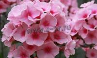 phlox_paniculata_brilliant_eyes