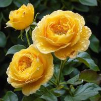 Роза Buttercup (Английская)  - фото саженцы, для посадки 