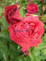 rosa_kashmir_th