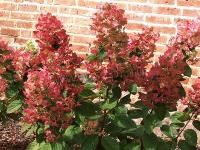 hydrangea_paniculata_magical_flame_2