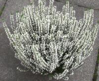 calluna_vulgaris_helena