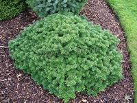 abies_koreana_tundra_1