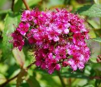 spiraea_japonica_country_red